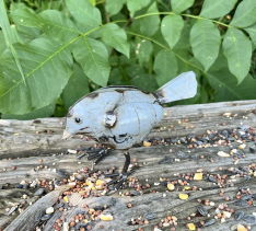 BASIL GRAY BABY CHICK